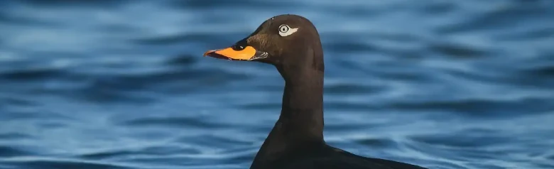 Une macreuse brune repose au ras de l'eau. L'œil vif de l'oiseau regarde directement l'appareil photo.