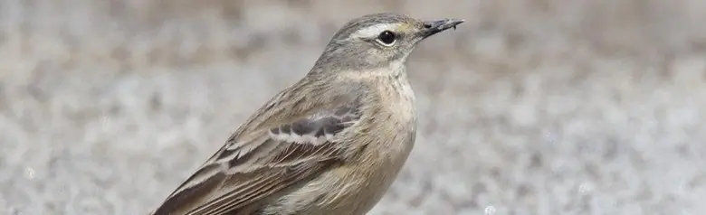 Pipit spioncelle. Debout sur une route. Un oiseau gris avec une bande oculaire claire.