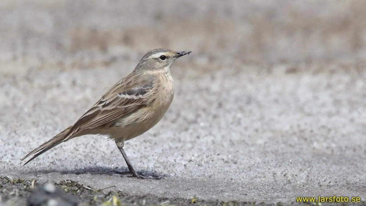 Pipit spioncelle. Debout sur une route. Un oiseau gris avec une bande oculaire claire.