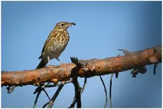 Pipit des arbres