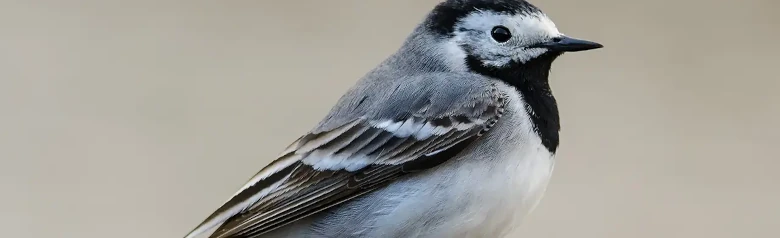 Bergeronnette grise. Vu ici de profil. Le plumage blanc-gris-noir, ainsi que la longue queue frétillante, le rendent très facile à reconnaître.