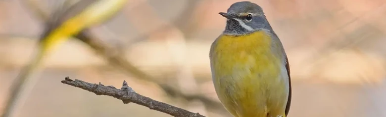 Bergeronnette des ruisseaux. Assis sur une branche morte. Dessous jaune, dos gris et très longue queue. Bande blanche au coin de la bouche.