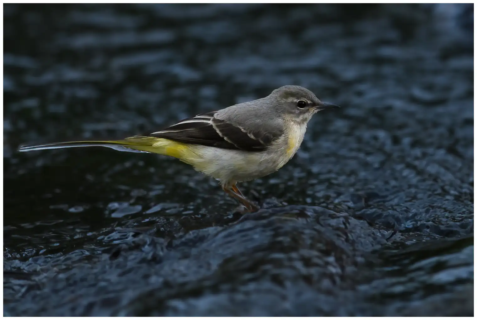 Bergeronnette des ruisseaux