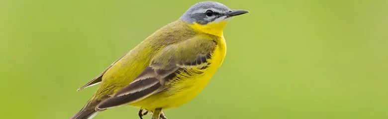 Bergeronnette printanière. Assis au sommet d'un chardon flétri. Dessous jaune vif et dos vert olive.