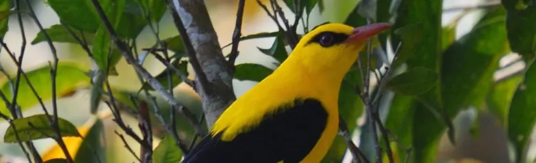Loriot d'Europe. Assis à la cime d'un arbre. Très attirant, jaune vif avec les ailes et la queue noires. Bec rouge.