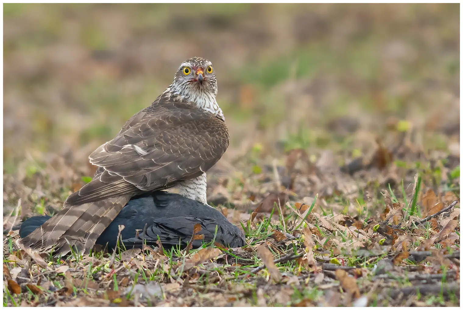 Épervier d'Europe