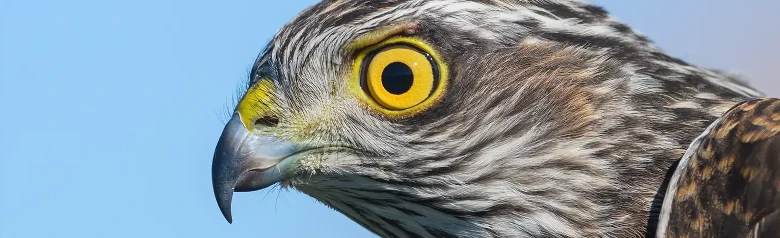 Épervier d'Europe. Gros plan de la tête. Oeil jaune vif. Plumage brun, gris et couleurs claires.