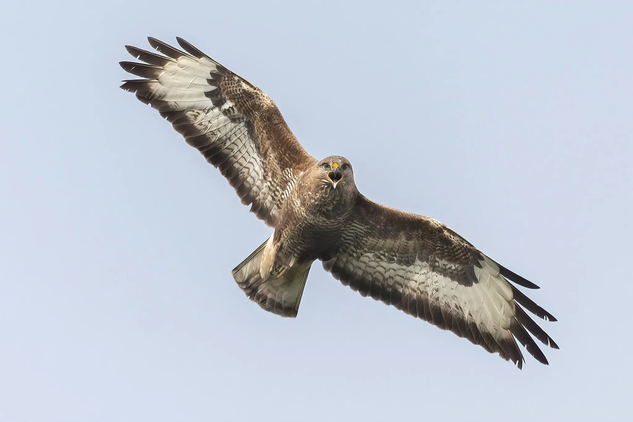 Buse variable
