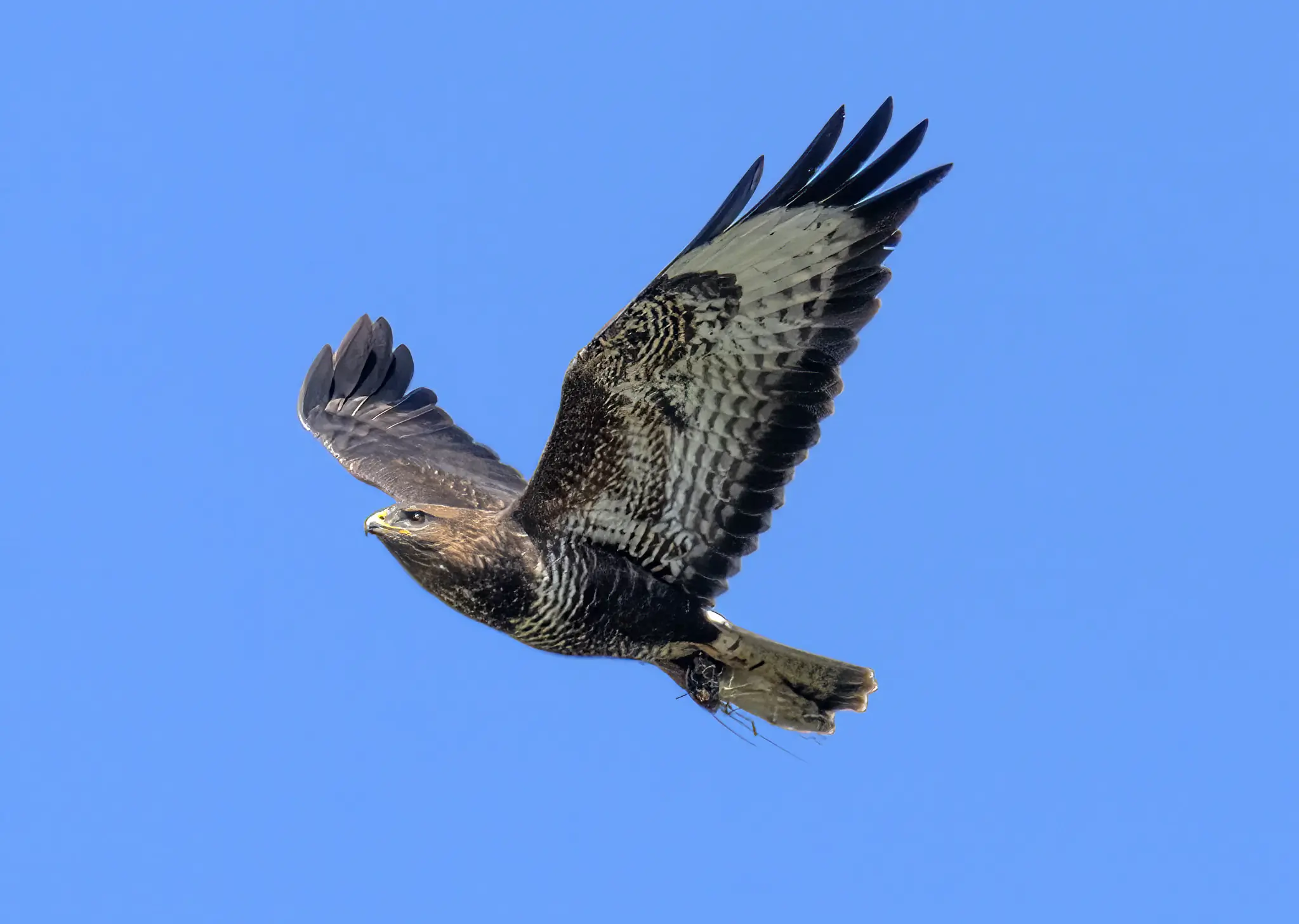 Buse variable