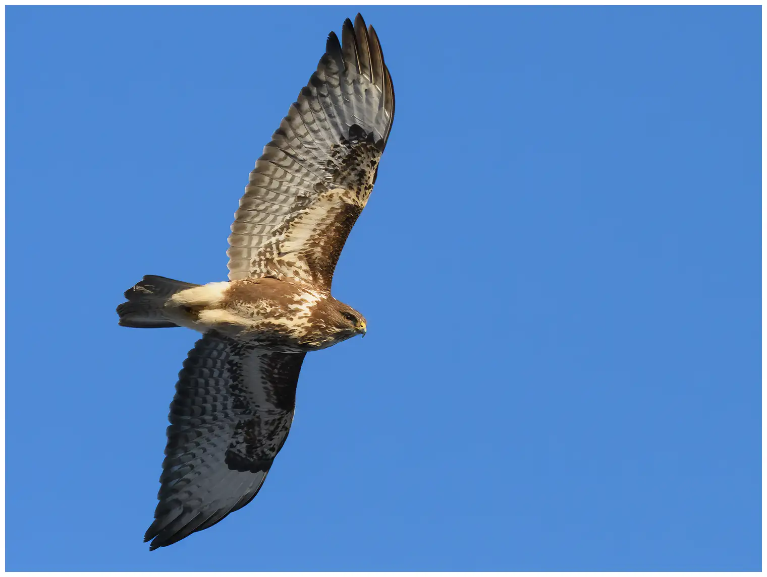 Buse variable