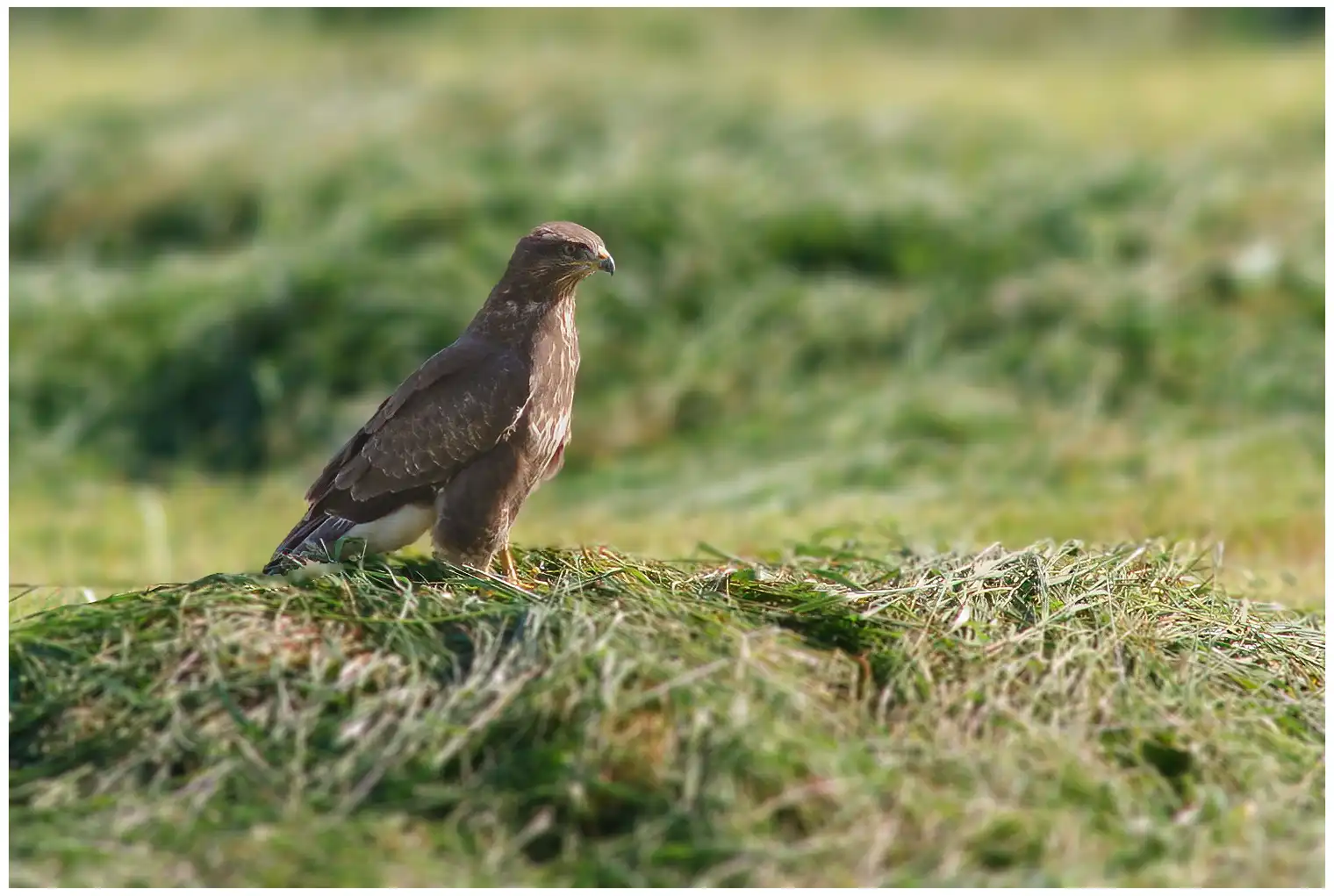 Buse variable