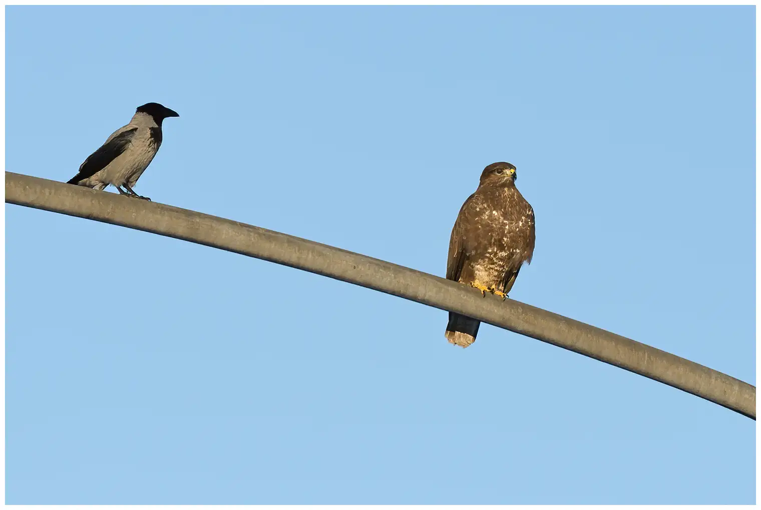 Buse variable