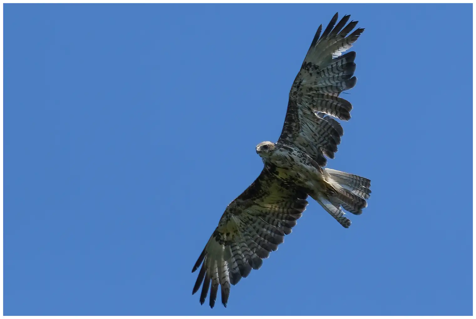 Buse variable
