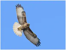Buse variable