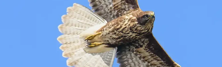 Buse variable. S'envolant sur un ciel bleu. Ailes larges et arrondies, queue courte et arrondie. Tourne souvent en rond à haute altitude.