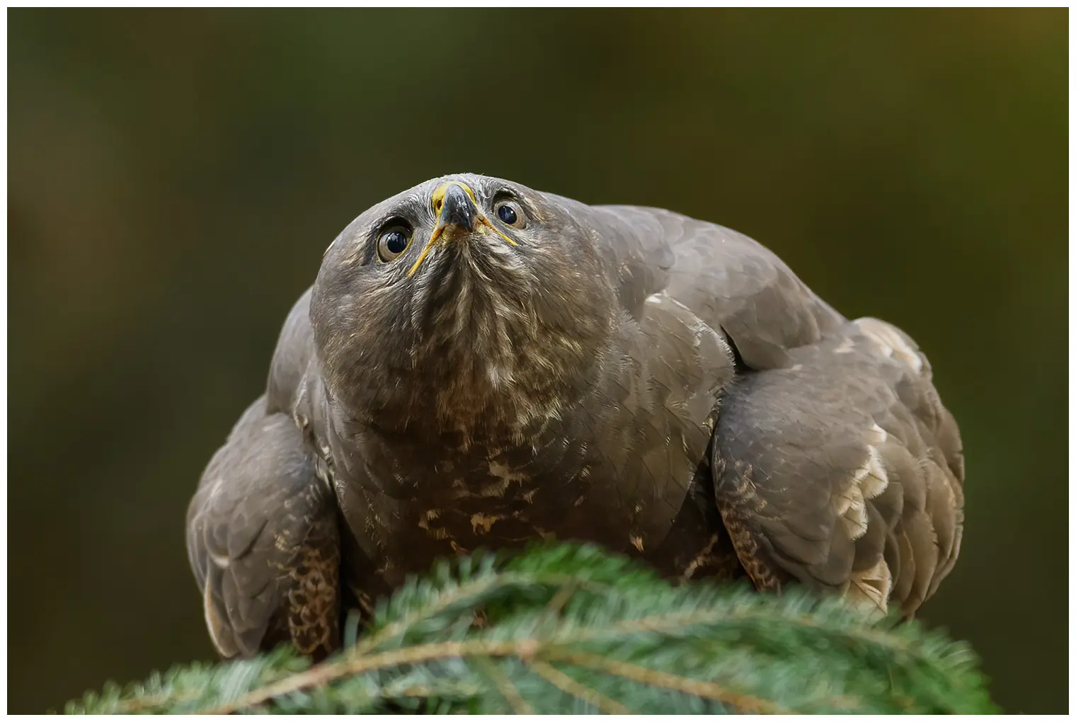 Buse variable