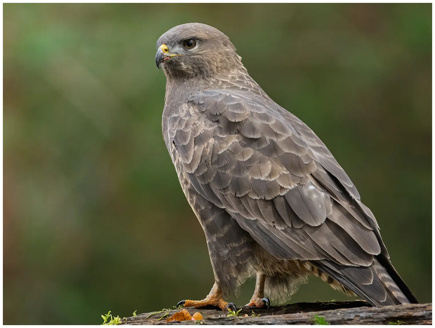 Buse variable