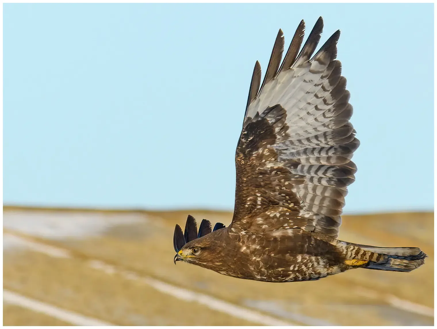 Buse variable