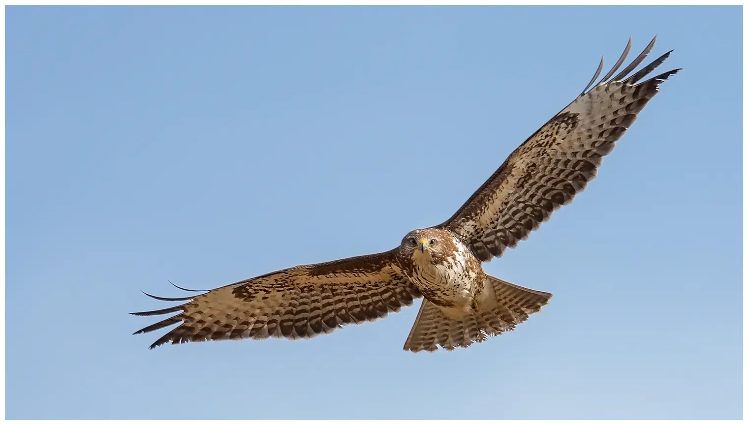 Buse variable