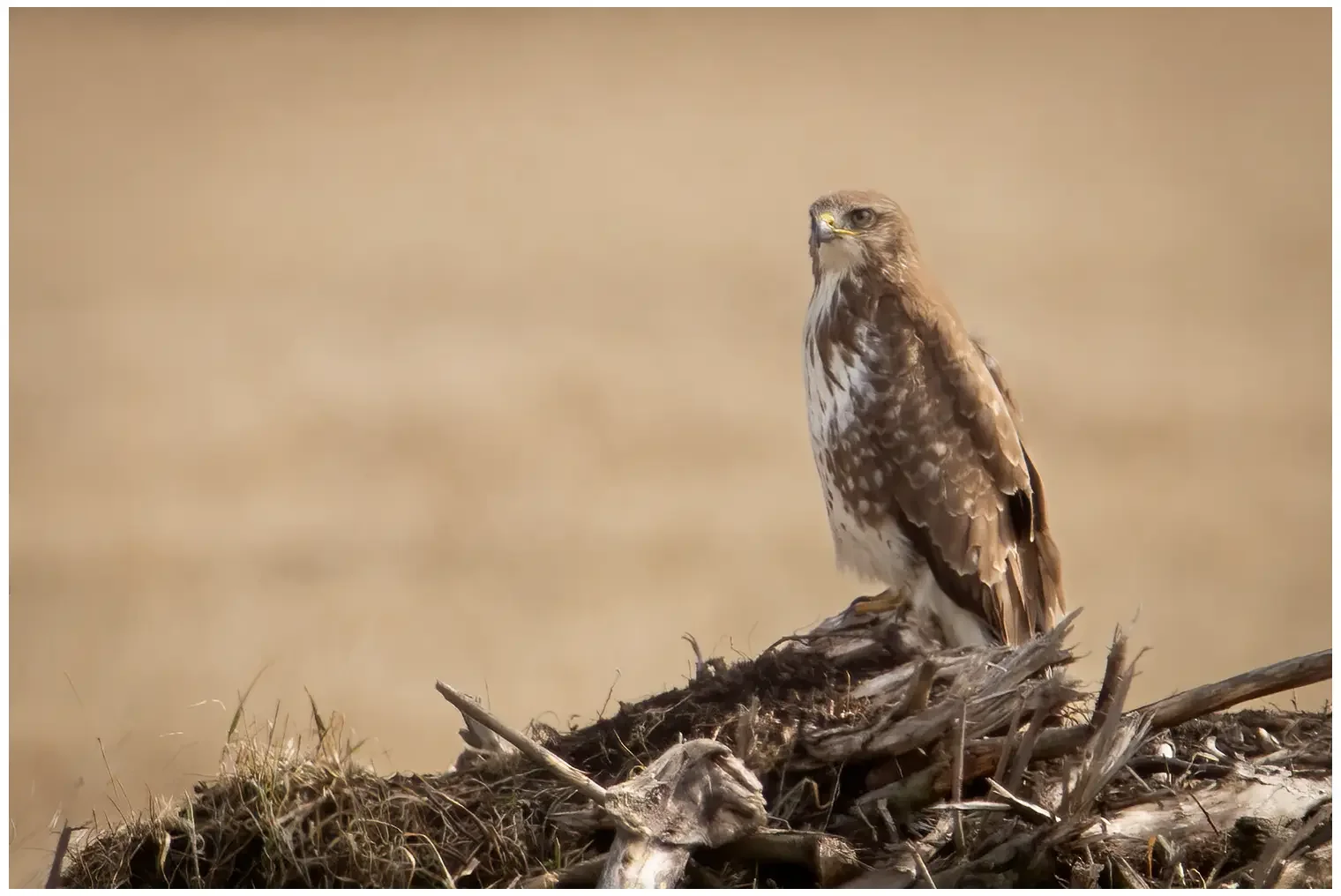 Buse variable