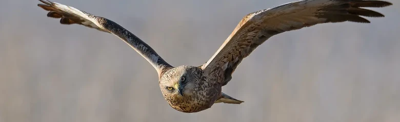 Busard des roseaux. Vu ici de face alors qu'il s'élève au-dessus d'une forêt de roseaux. Il vole souvent à basse altitude au-dessus des marais de roseaux, à la recherche de proies.