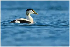 Eider à duvet