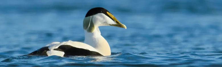 Un eider sur l'eau avec un arrière-plan complètement flou. C'est un mâle avec l'arrière de la tête vert.