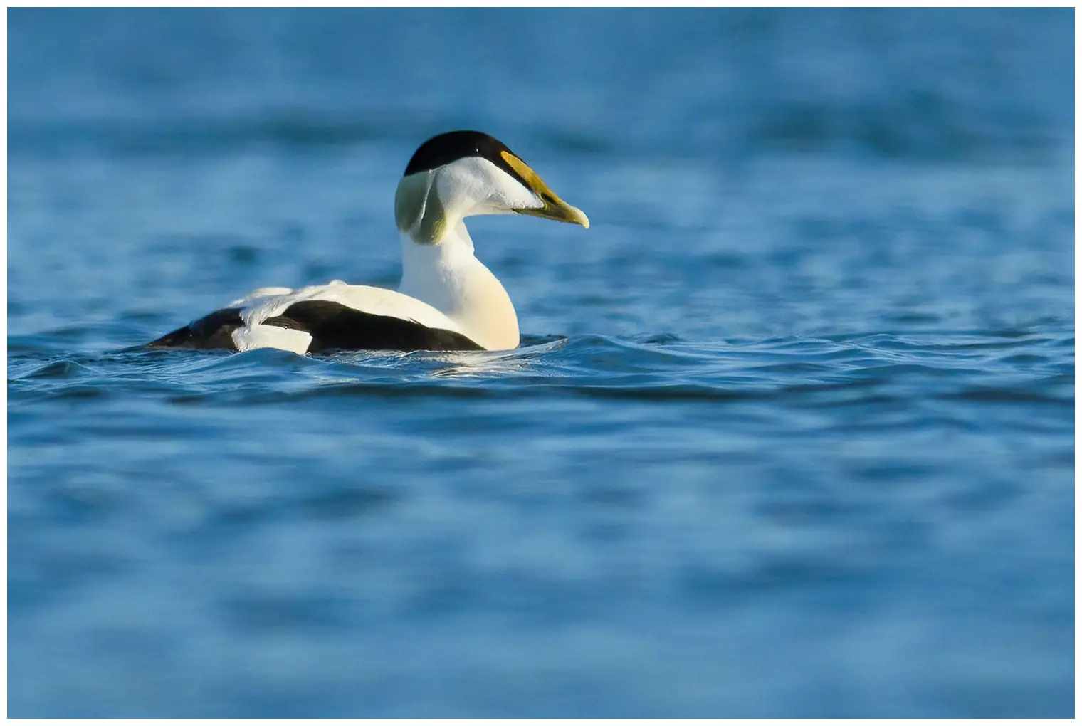 Un eider sur l'eau avec un arrière-plan complètement flou. C'est un mâle avec l'arrière de la tête vert.