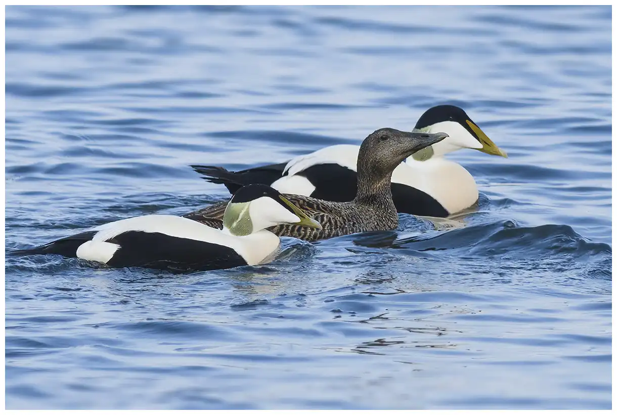 Eider à duvet