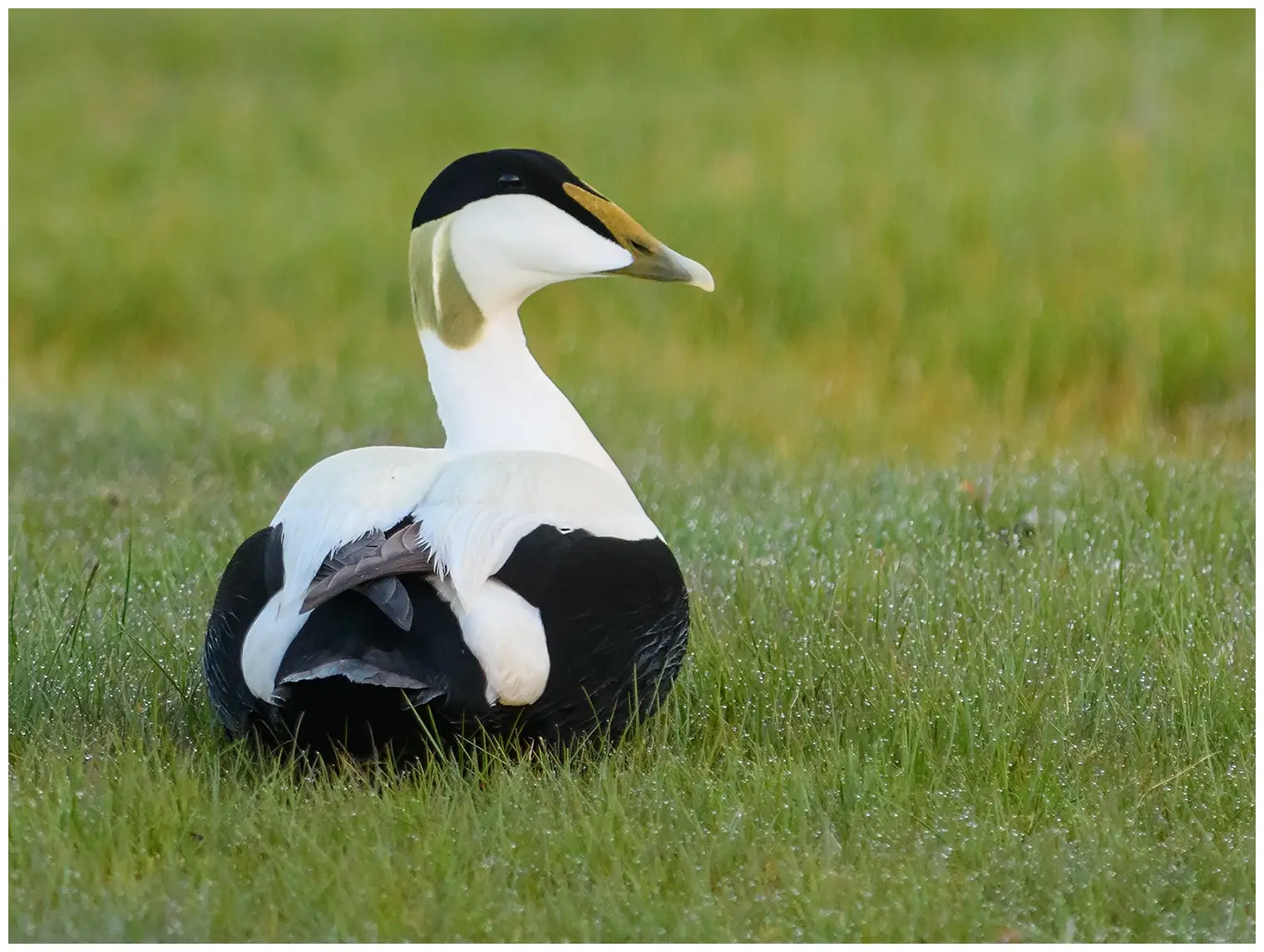 Eider à duvet