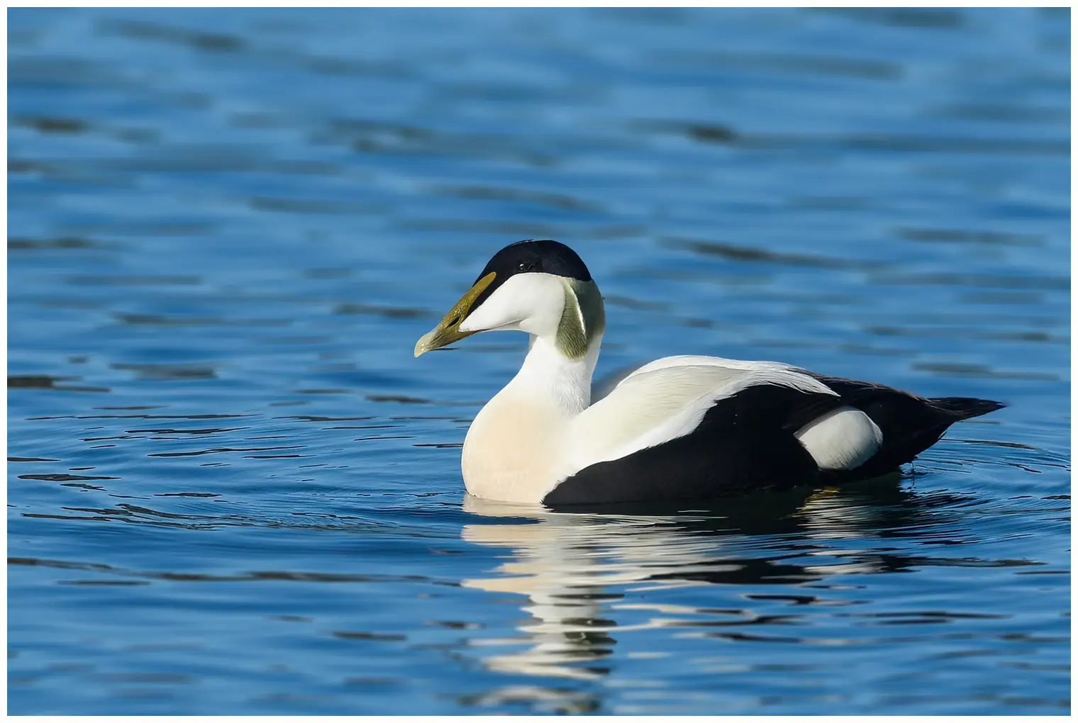 Eider à duvet