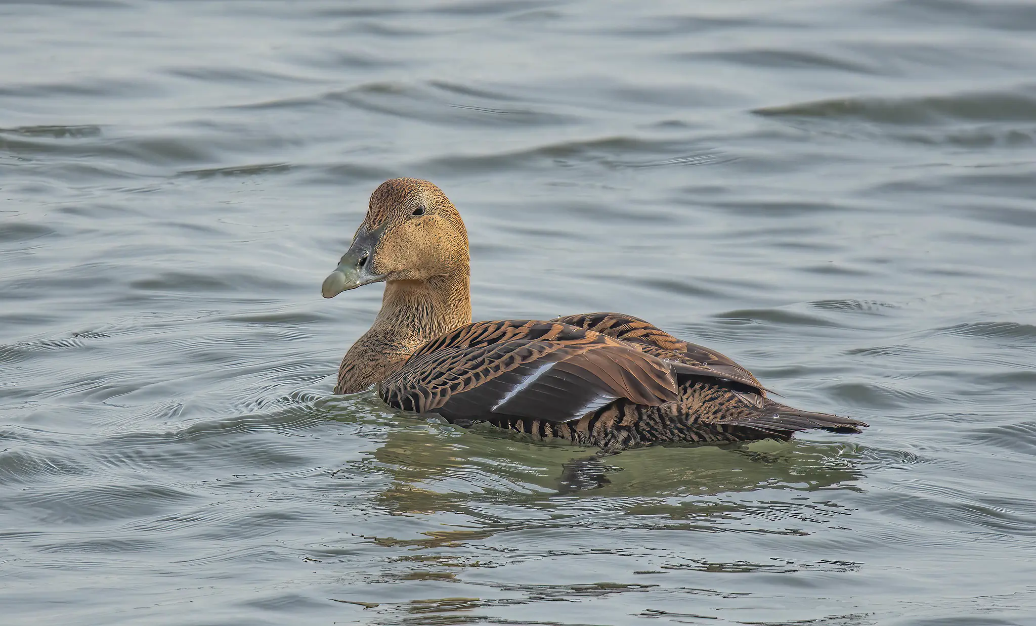 Eider à duvet