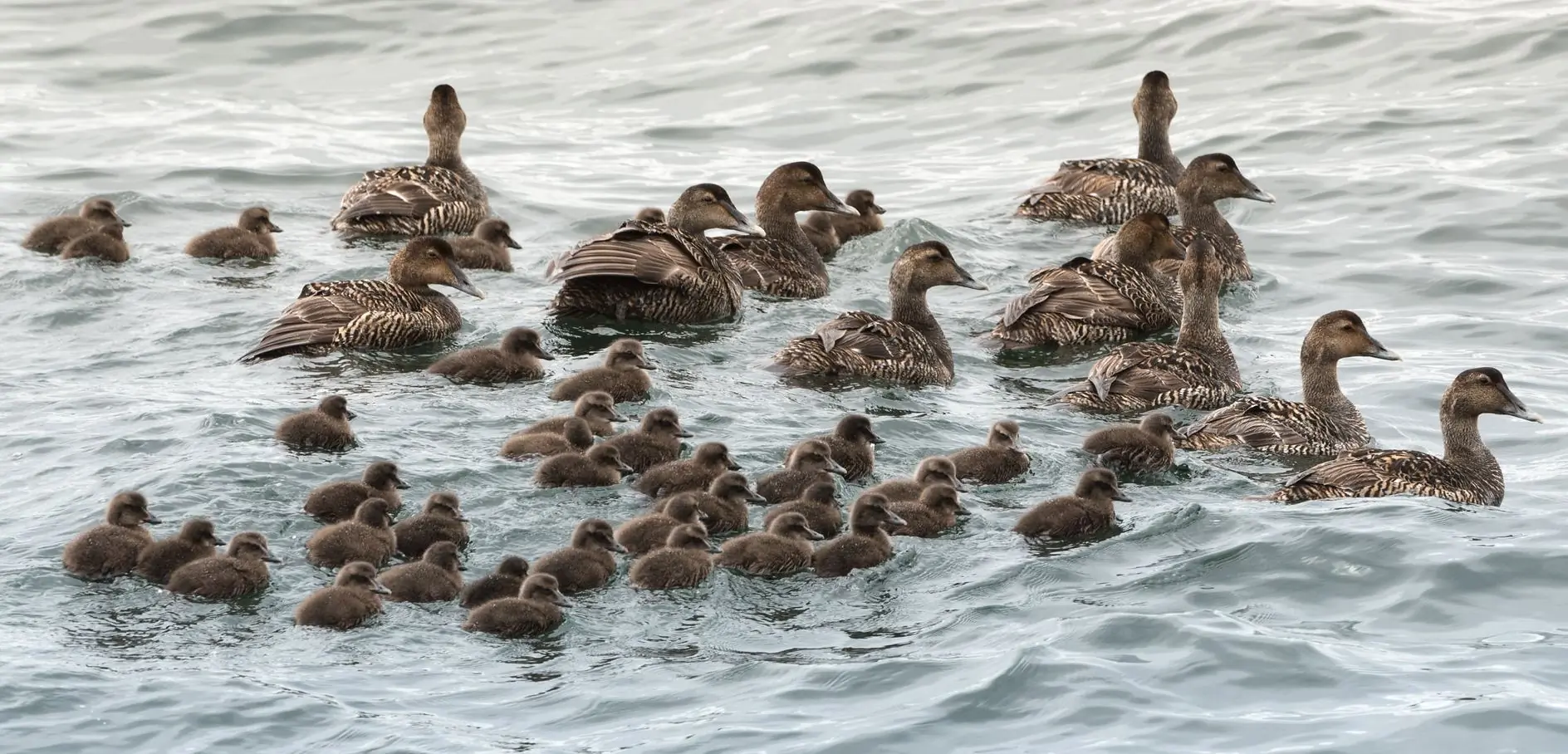 Eider à duvet