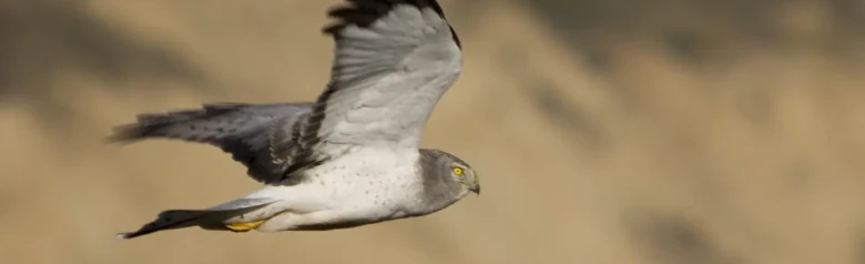 Busard Saint-Martin. Vu ici de profil alors qu'il plane au-dessus d'une prairie, à la recherche de petits rongeurs ou d'oiseaux.