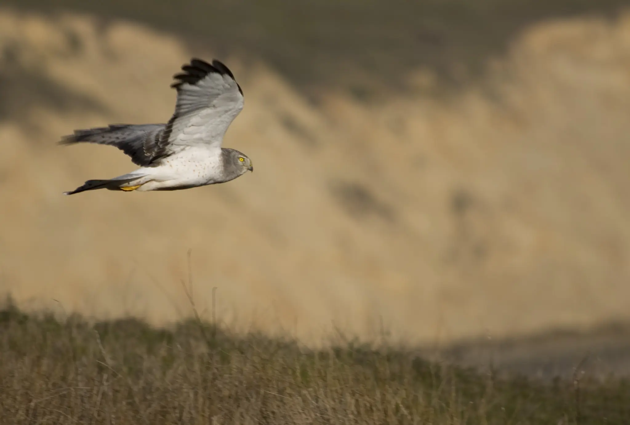 Busard Saint-Martin. Vu ici de profil alors qu'il plane au-dessus d'une prairie, à la recherche de petits rongeurs ou d'oiseaux.
