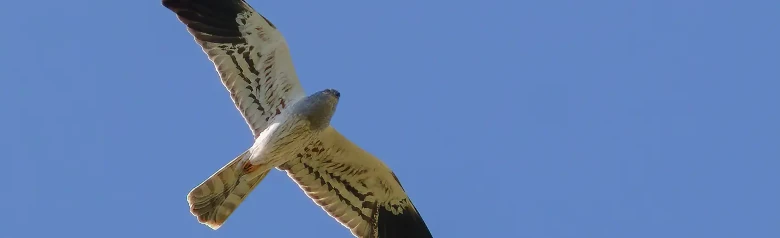 Busard cendré. On le voit ici planant dans un ciel bleu. Le mâle sur la photo est gris argenté brillant avec le bout des ailes noir.