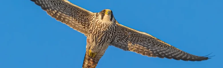 Faucon pèlerin. On le voit ici planer dans un ciel bleu. Le dessous de l'oiseau est rayé longitudinalement, ce qui indique qu'il s'agit d'un juvénile.
