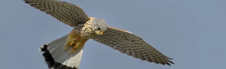 Faucon crécerelle. Se trouve près d'une zone ouverte, où il reste immobile dans les airs, les ailes battantes et la queue déployée, pendant qu'il cherche des proies au sol.
