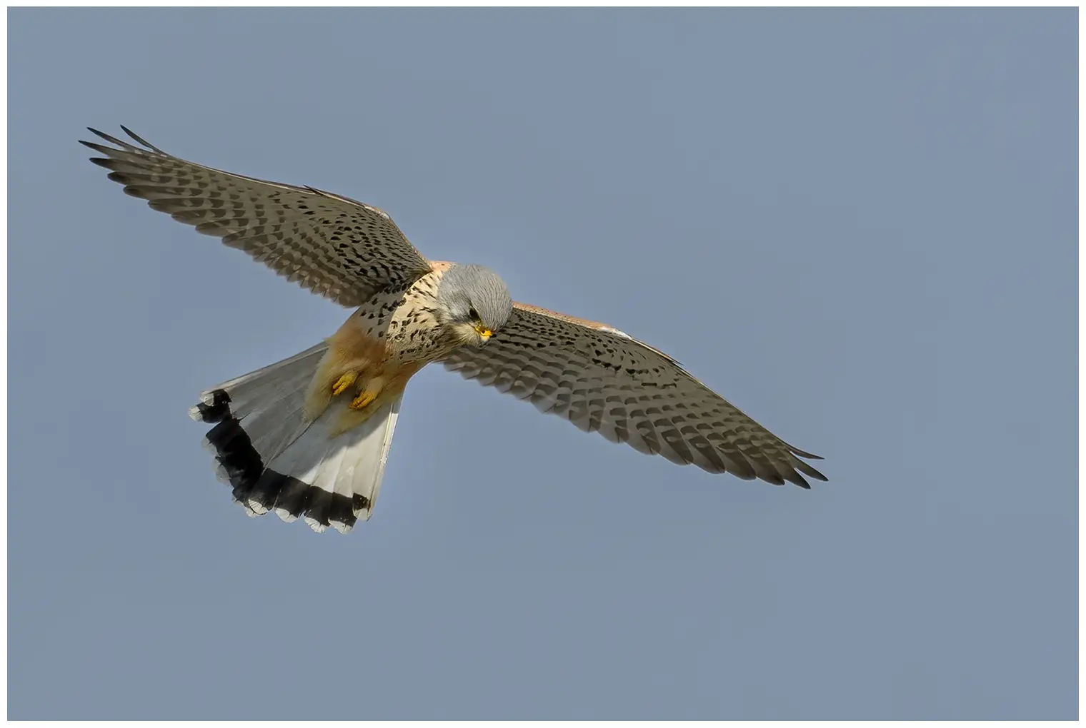 Faucon crécerelle. Se trouve près d'une zone ouverte, où il reste immobile dans les airs, les ailes battantes et la queue déployée, pendant qu'il cherche des proies au sol.