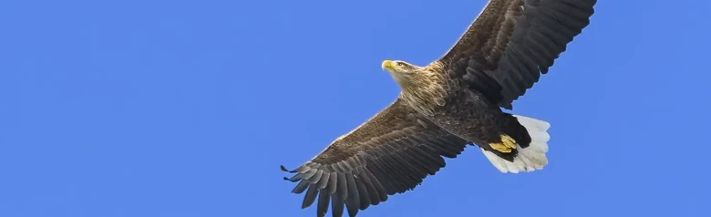 Pygargue à queue blanche. S'élevant dans un ciel bleu. Il a un bec large et fort qui passe du brun au jaune vif avec l'âge.