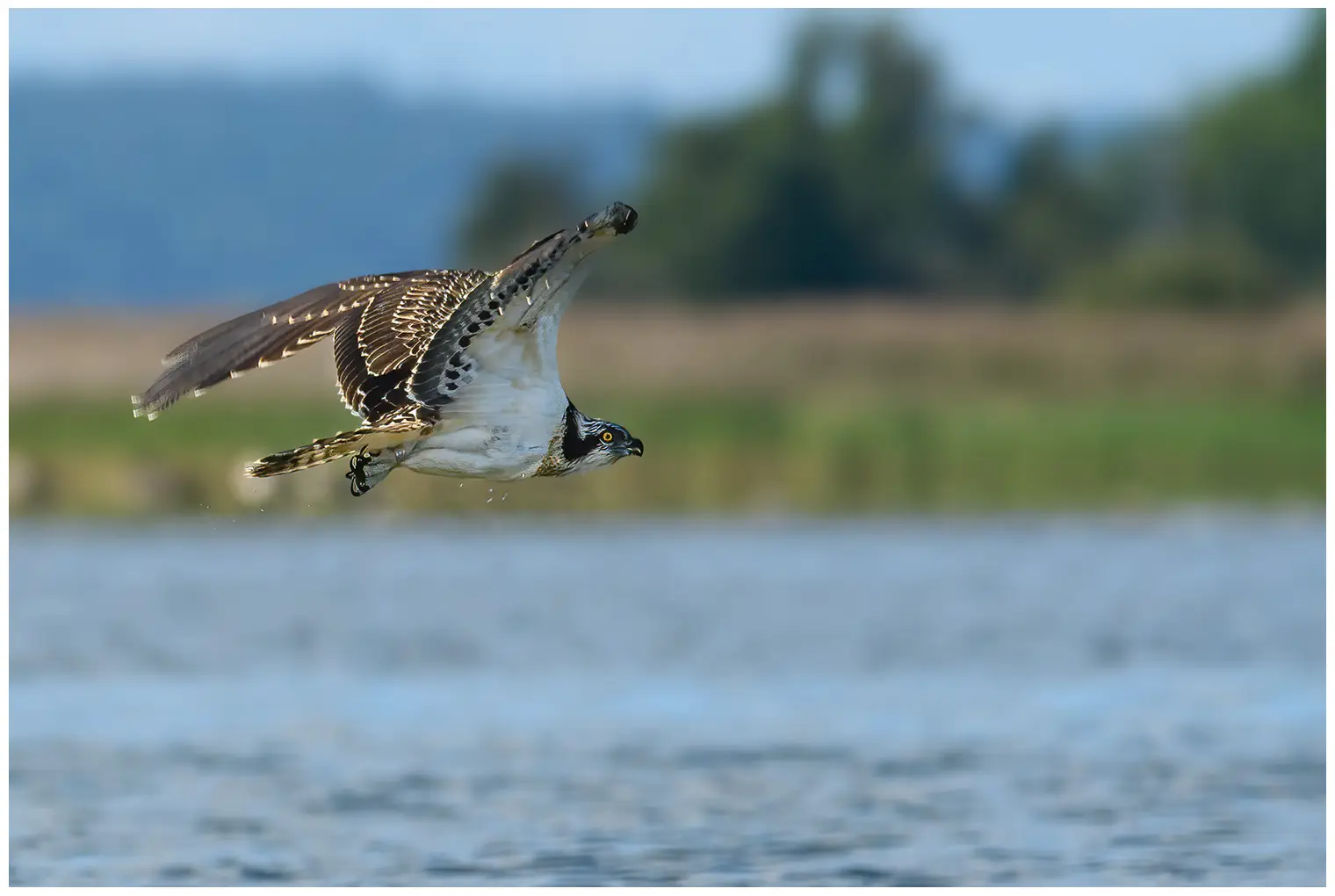 Balbuzard pêcheur