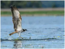 Balbuzard pêcheur