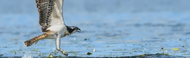 Balbuzard pêcheur. Il vole au-dessus de la surface de l'eau. On dirait qu'il vient d'attraper un poisson dans l'eau.
