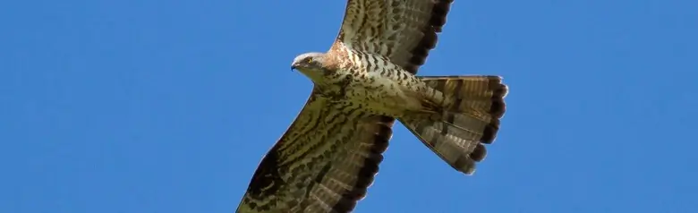 Bondrée apivore. S'élevant dans un ciel bleu, la petite tête de colombe sur le long cou s'étire vers l'avant en vol.