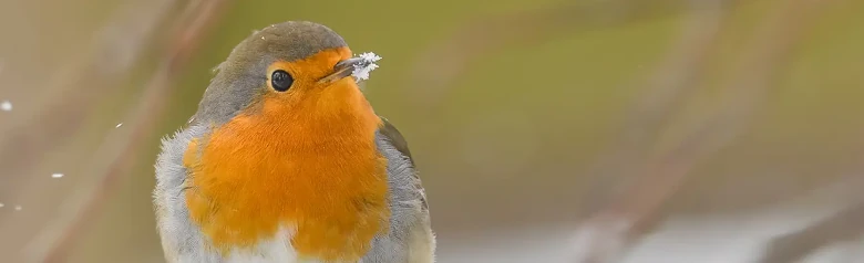 Rougegorge familier. Photo d'hiver, où l'oiseau a de la neige autour du bout de son bec. La poitrine orange s'illumine parmi les flocons de neige qui tombent.