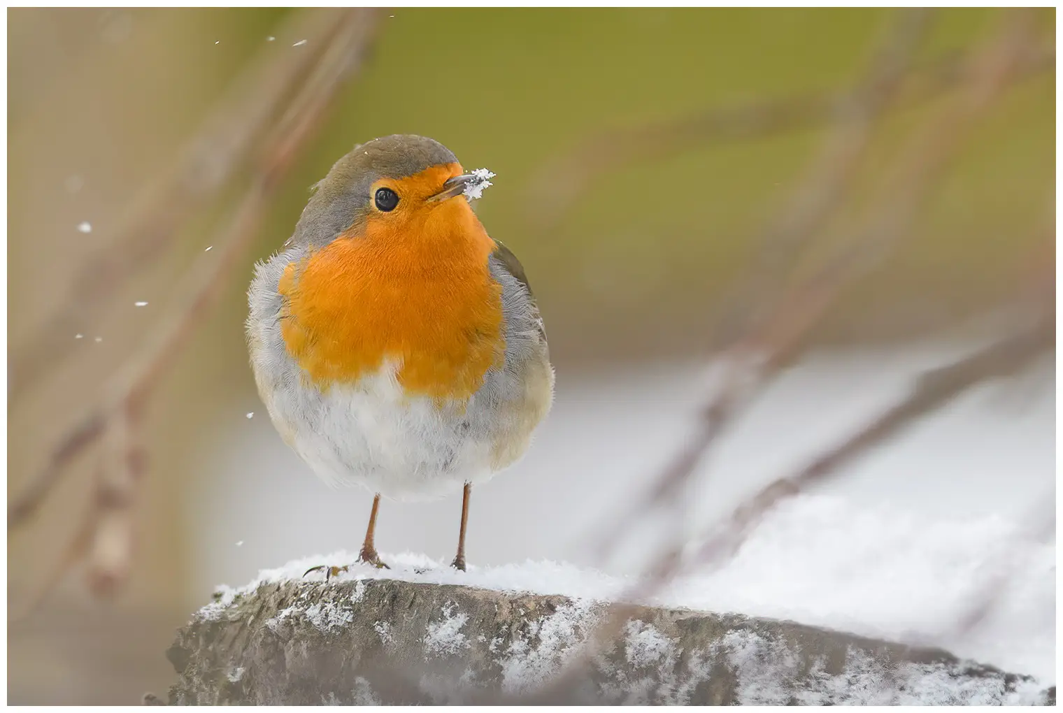 Rougegorge familier. Photo d'hiver, où l'oiseau a de la neige autour du bout de son bec. La poitrine orange s'illumine parmi les flocons de neige qui tombent.