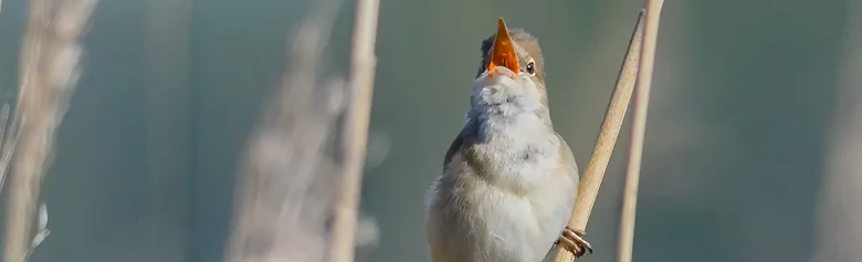 Rousserolle effarvatte. Chantant dans la forêt de roseaux. Un oiseau brun discret, à la gorge blanchâtre. La bouche orange est cependant colorée.