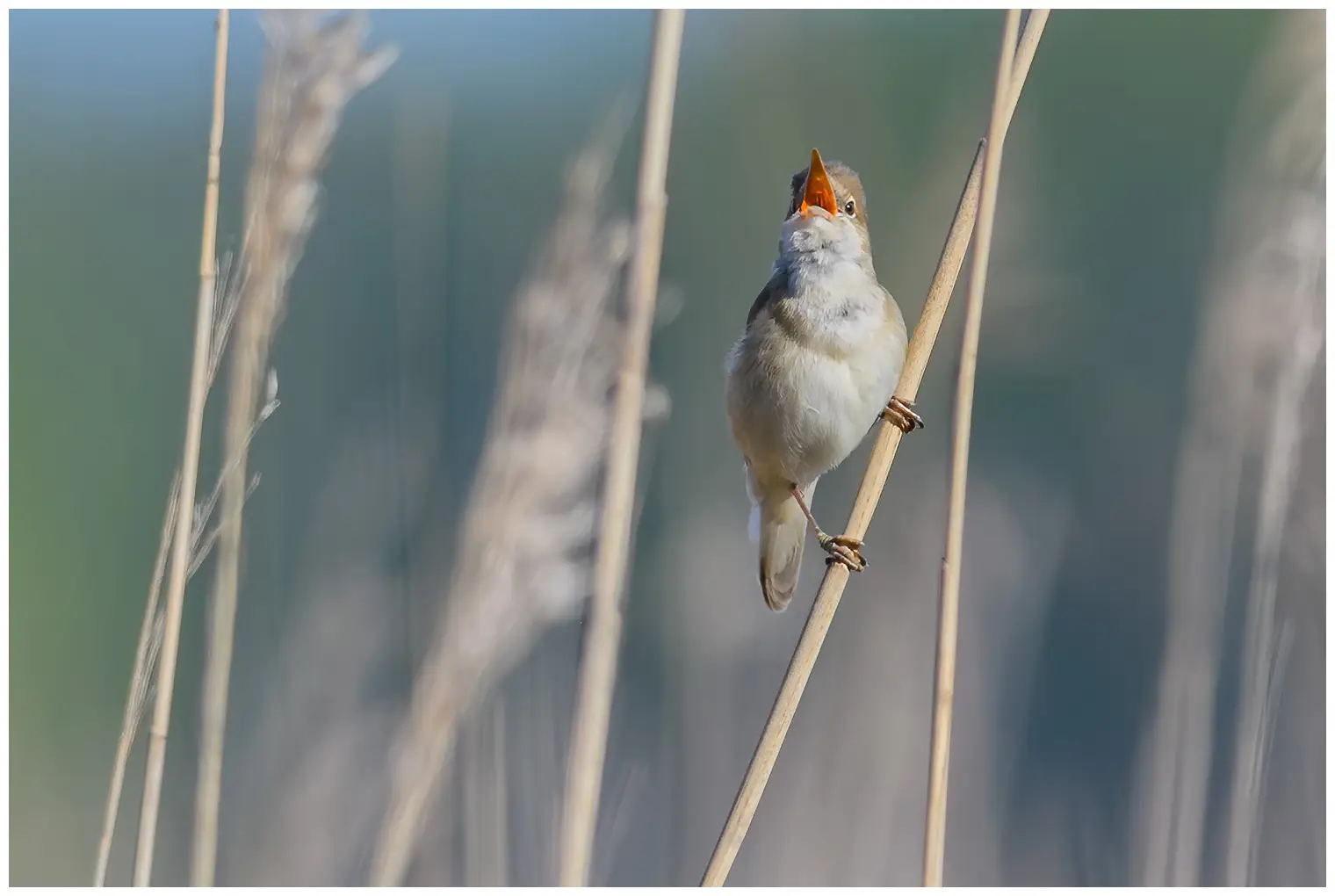 Rousserolle effarvatte. Chantant dans la forêt de roseaux. Un oiseau brun discret, à la gorge blanchâtre. La bouche orange est cependant colorée.