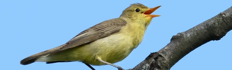 Hypolaïs ictérine. Chantant sur une branche. Le dessous est jaune, le dessus est vert olive. A un bec assez long.