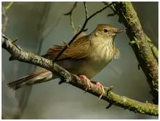 Locustelle fluviatile